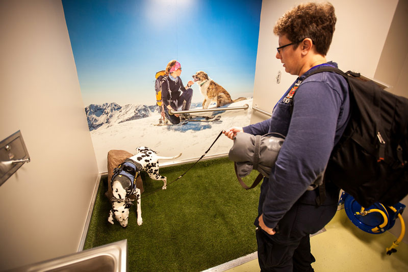 A service dog using the pet relief area in Denver International Airport