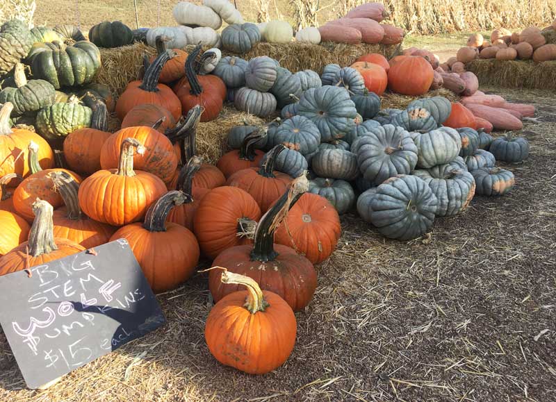 Pumpkins